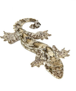 DSC 6312 1024x 247x296