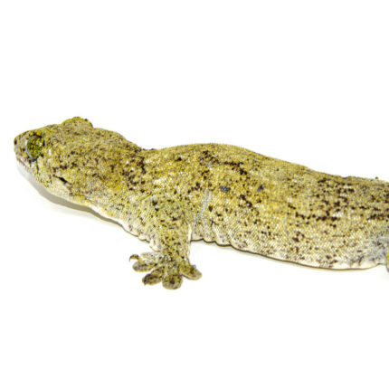 DSC 6313 1024x 430x430