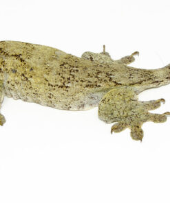 DSC 6315 1024x 247x296