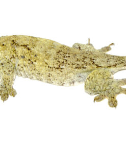 Giant Halmahera Gecko (Gehyra marginata)