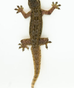 House Gecko (Hemidactylus frenatus)