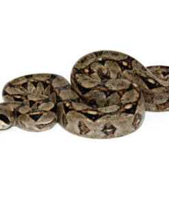 Central American Boa Constrictor (Boa Constrictor imperator)