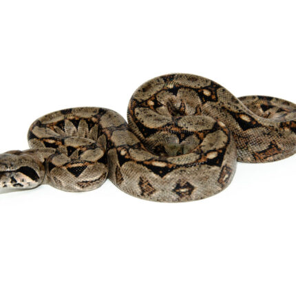 Central American Boa Constrictor (Boa Constrictor imperator)