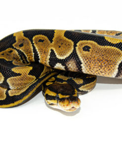 Baby Ball Python (Python regius)