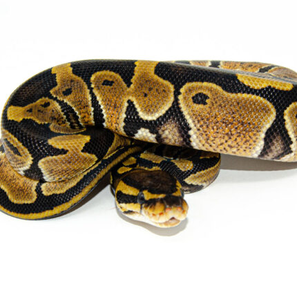 Baby Ball Python (Python regius)