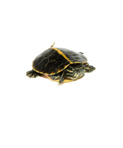 Southern Painted Turtle Baby (Chrysemys picta dorsalis)