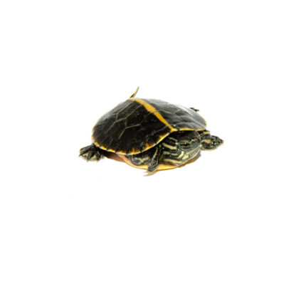 Southern Painted Turtle Baby (Chrysemys picta dorsalis)