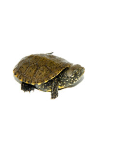 European Pond Turtle (Emys orbicularis)