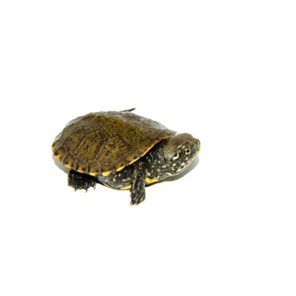 European Pond Turtle (Emys orbicularis)