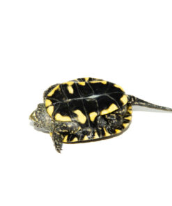 DSC 6533 1024x 247x296