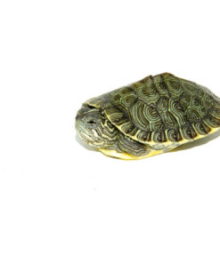 Heiroglyphic River Cooter Turtle Baby (Pseudemys concinna)