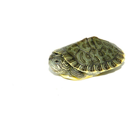 Heiroglyphic River Cooter Turtle Baby (Pseudemys concinna)