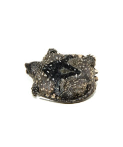 Common Snapping Turtle (Chelydra serpentina)