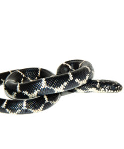 Eastern King Snake (Lampropeltis Getula)