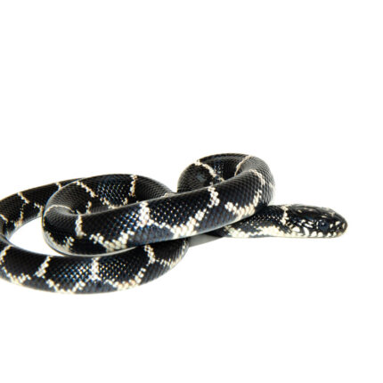 Eastern King Snake (Lampropeltis Getula)