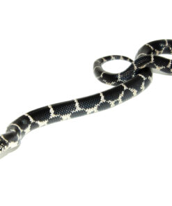 DSC 6650 1024x 247x296