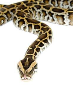 Burmese Python Babies (Python bivittatus)