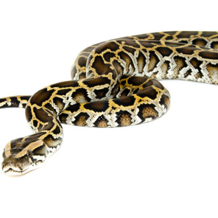 DSC 6657 1024x 430x430