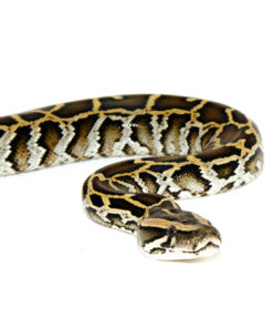 DSC 6659 1024x 247x296