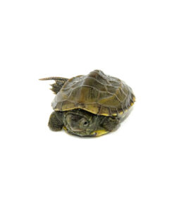 Reeves Turtle Baby (Mauremys reevesii)