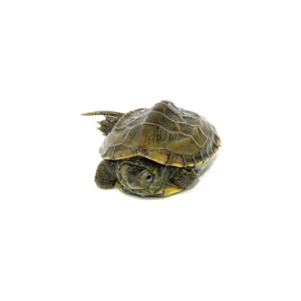 Reeves Turtle Baby (Mauremys reevesii)