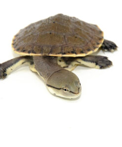 Hillary Sideneck Turtle Baby (Phrynops hilarii)
