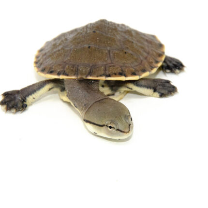 Hillary Sideneck Turtle Baby (Phrynops hilarii)