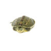 Golden Thread Turtle Babies (Ocadia sinensis)