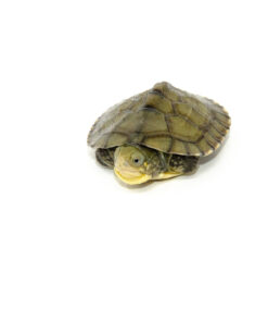 Yellow Pond Turtle Baby (Mauremy mutica)
