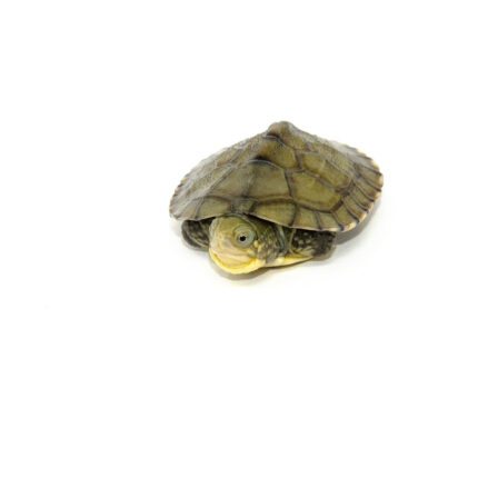 Yellow Pond Turtle Baby (Mauremy mutica)