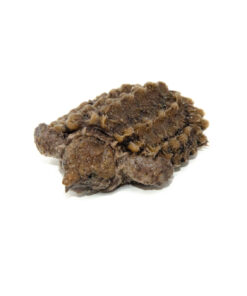 Alligator Snapping Turtle (Macrochelys temminckii)