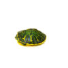 Baby Florida Red Bellied Turtle (Pseudemys nelsoni)
