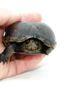 Eastern Mud Turtle (Kinosternon subrubrum)
