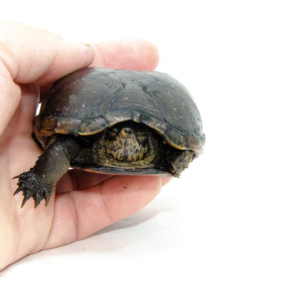 Eastern Mud Turtle (Kinosternon subrubrum)