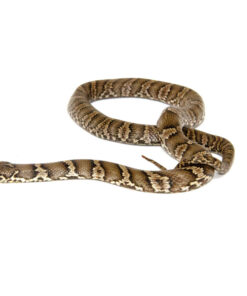 DSC 6861 1024x 247x296