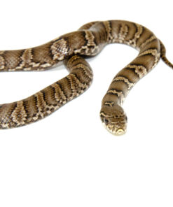 DSC 6863 1024x 247x296