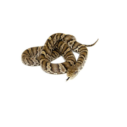 Russian Rat Snake (Elaphe schrenckii)
