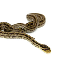 Twin Spotted Rat Snake (Elaphe bimaculata)