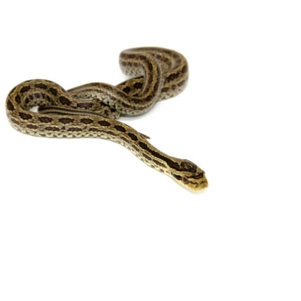 Twin Spotted Rat Snake (Elaphe bimaculata)