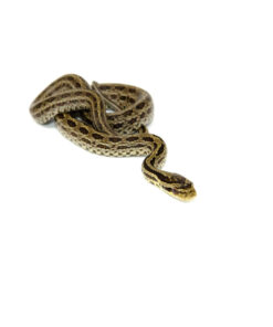 Alternative view of Twin Spotted Rat Snake (Elaphe bimaculata)