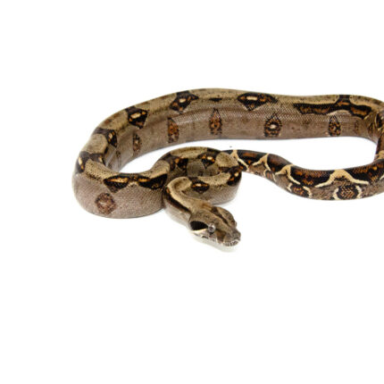 Costa Rican Boa (Boa constrictor imperator)