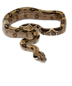 DSC 6881 1024x 247x296