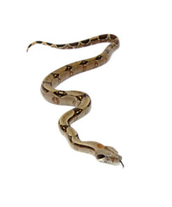 DSC 6883 1024x 247x296