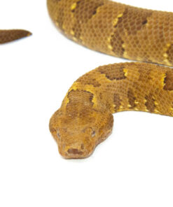 Alternative view of Viper Boa (Candoia aspera)