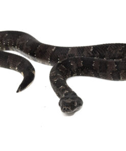 Viper Boa (Candoia aspera)