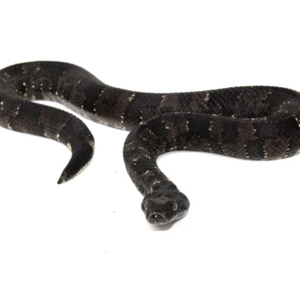 Viper Boa (Candoia aspera)