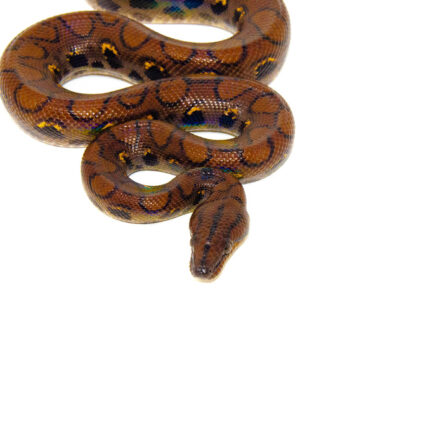 Brazilian Rainbow Boa (Epicrates cenchira)
