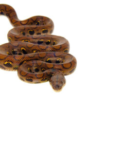 DSC 6934 1024x 247x296