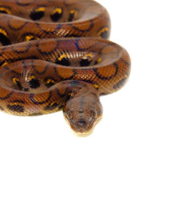 DSC 6936 1024x 247x296