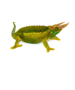 DSC 6941 1024x 247x296